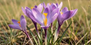 Gros plan de fleurs violettes de colchique d’automne dans une prairie, avec leurs étamines jaunes bien visibles et sans feuillage, sous une lumière douce de septembre.